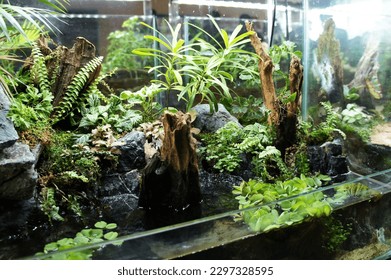 A closeup of small plants, mosses and algae are arranged inside the small glass terrarium aquarium