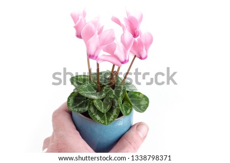 Closeup of small potted plant miniature cyclamen persicum held in a white Caucasian woman's hand against a white background.