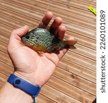 Closeup of a small pumpkinseed sunfish (Lepomis gibbosus) held in a man