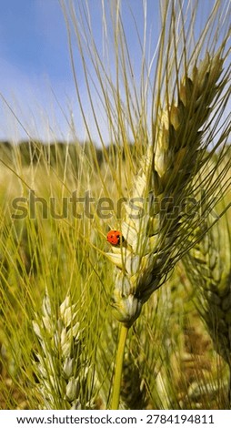Close-up of a small red ladybug on a green and golden ear of wheat in a field under a clear blue sky.