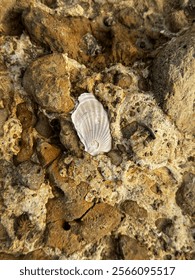 Close-up of a small seashell embedded in a rugged, textured rock surface, highlighting the intricate details of marine life and the beauty of natural geological formations.