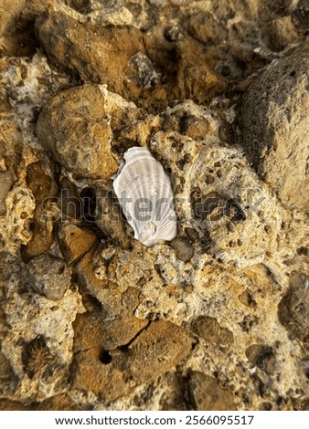 Close-up of a small seashell embedded in a rugged, textured rock surface, highlighting the intricate details of marine life and the beauty of natural geological formations.