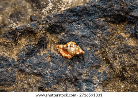 Close-up of a small seashell resting on a dark, textured coastal rock, highlighting natural patterns, earthy colors, and the quiet beauty of marine life in a shoreline setting.