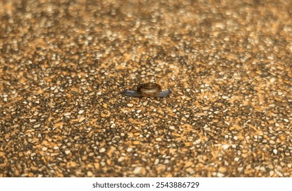 Close-up of a small snail crawling on a textured gravel surface. The detailed shell pattern contrasts with the rough ground, capturing the slow, serene movement of the snail. - Powered by Shutterstock