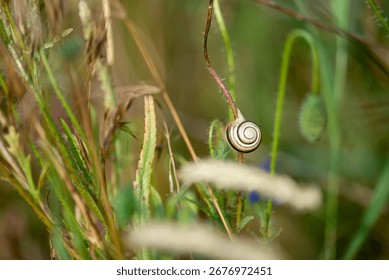 Close-up of a small snail with a delicate shell on a blade of grass