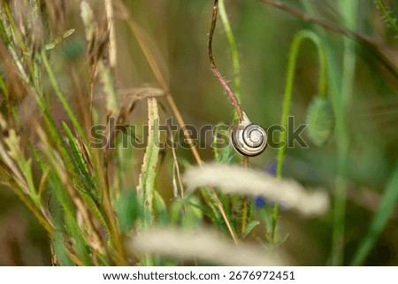 Close-up of a small snail with a delicate shell on a blade of grass