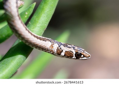 Close-up of a small snake with patterned scales on a green plant, showcasing its intricate details and vivid colors.