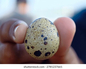 Close-up of a small speckled bird egg with unique natural patterns and texture. Macro photography with sharp detail and soft blurred background, perfect for wildlife, nature, bird reproduction, and fauna education themes.