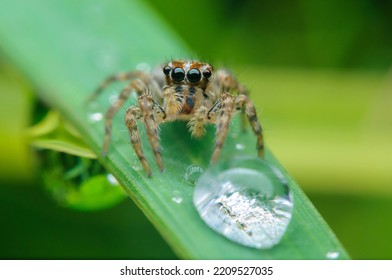 Close-up Of A Small Spider On A Dew-dropped Blade Of Grass. Macro Nature.