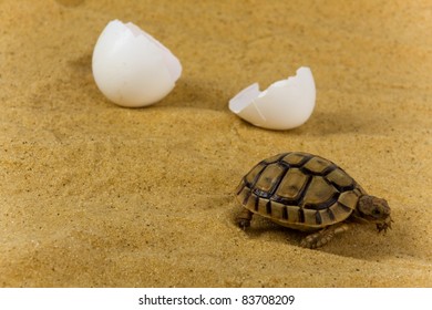 Tortoise Nesting Egg Laying Female Tortoise Stock Photo (Edit Now ...