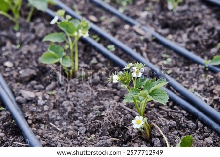 Image, Stock Photo Strawberry plant with ripe red and unripe green strawberries in a strawberry field