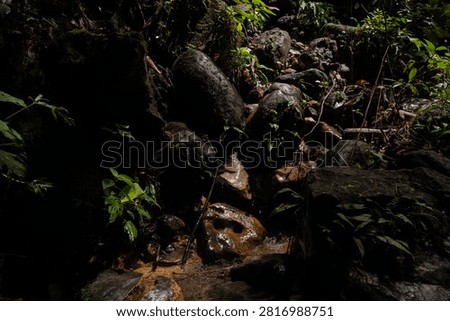 Close-up of a small stream trickling over dark wet rocks illuminated by dappled sunlight in a dense tropical rainforest