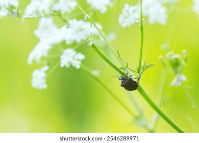 Closeup of a small Striped bug moving on a flowering Cow parsley straw during a warm summer evening on a meadow in rural Estonia, Northern Europe - Powered by Shutterstock