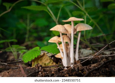 Close-up of small toadstool mushrooms in the forest.