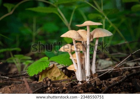 Close-up of small toadstool mushrooms in the forest.