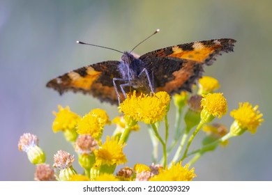 Close-up of the small tortoiseshell Aglais urticae butterfly pollinating yellow flowers. Isolated by nature