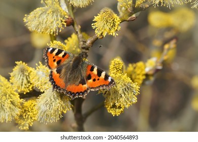 Closeup of a small tortoiseshell butterfly, Aglais urticae , eating pollen of a Goat  Willow, Salix caprea in he springtime