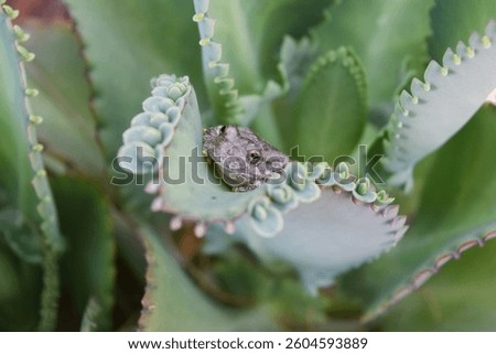 A close-up of a small tree frog resting on the edge of a succulent leaf, perfectly blending with its natural surroundings and highlighting the intricate textures and delicate plant details.