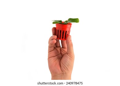 Closeup small tree in hand isolated on white