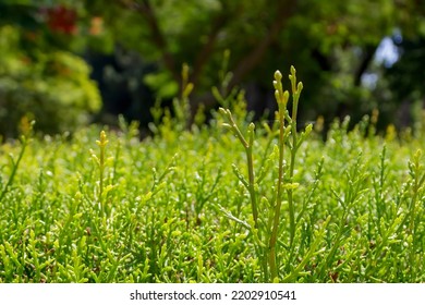 Close-up Of Small Twigs On Green Cedar Shrub