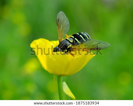 Similar – Foto Bild Schwebfliege auf einer gelben Gartenblume