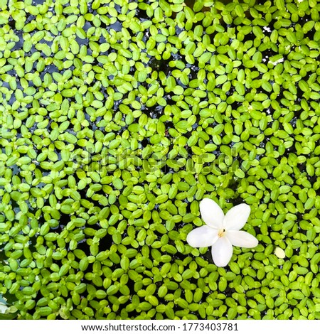 Closeup of a small white flower (Wrightia religiosa Benth) floating with a lot of tiny fresh green leaves of waterplant (duckweed) in square photo.