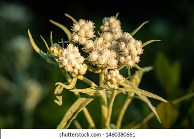 Closeup of small white flowers on a green branch. Beautiful white garden plant on a blurred natural green background. Floral design. White garden flower at sunset. White inflorescence.
