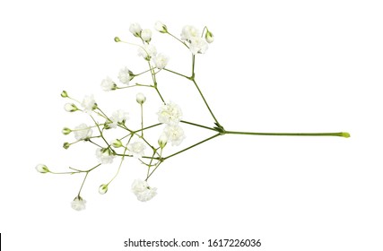 Closeup of small white gypsophila flowers isoaletd on white - Shutterstock ID 1617226036