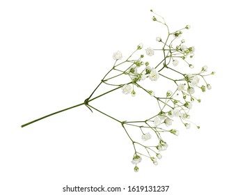 Closeup of small white gypsophila flowers isolated on white - Shutterstock ID 1619131237