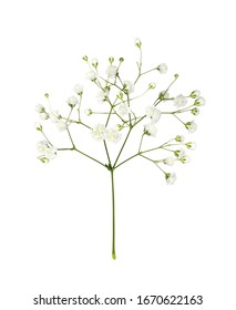 Closeup of small white gypsophila flowers isolated on white - Shutterstock ID 1670622163