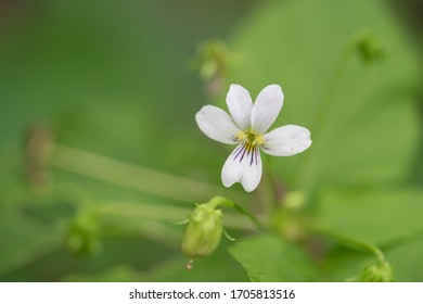 Closeup of small white violet wildflower with green leaves and green background
