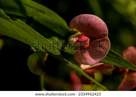 Close-up of small wild and ornamental pink flowers of an unusual shape. Macro photography.