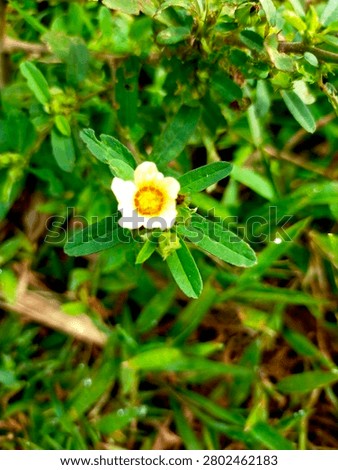 Close-up of a small yellow arrowleaf sida flower blooming among green leaves in a natural grassy environment.