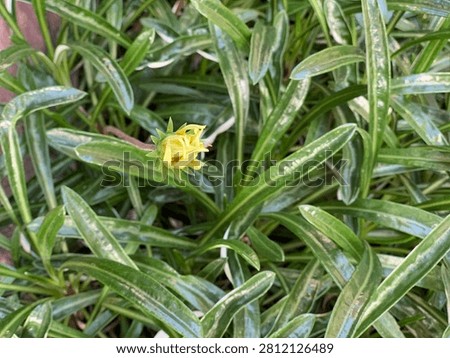 Close-up of a small yellow flower budding among long, glossy green leaves.