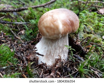 Close-up of a small young fresh male mushroom in the forest, surrounded by moss, small dark branches and spruce needles.