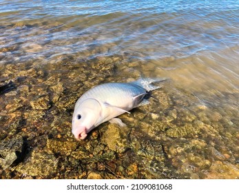 Close-up Smallmouth Buffalo (Ictiobus Bubalus) On Rocky Shoreline Of Grapevine Lake, Texas, USA. An American Native Rough Hardy Fish In Catostomidae Species Sucker Family