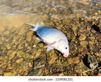 Close-up Smallmouth Buffalo (Ictiobus Bubalus) On Rocky Shoreline Of Grapevine Lake, Texas, USA. An American Native Rough Hardy Fish In Catostomidae Species Sucker Family