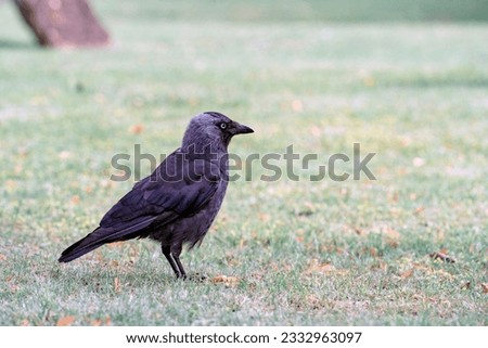 Close-up of a smart hooded crow on the short cut grass in an old English cemetery, the crow's gaze fixed on a rickety old headstone in the background. Minimalist vintage style