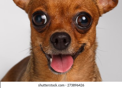 234,315 Dog brown eyes Images, Stock Photos & Vectors | Shutterstock