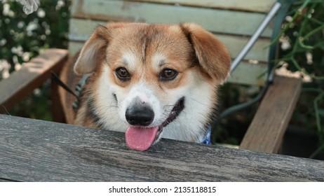 Closeup Of Smiling Corgi Dog With Floppy Ears 