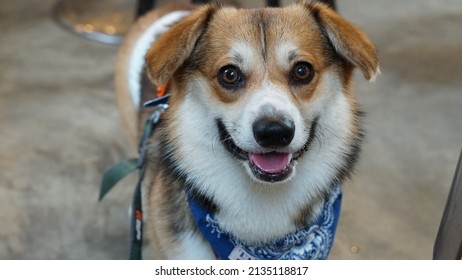 Closeup Of Smiling Corgi Dog With Floppy Ears 