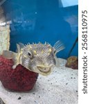 Close-up of a smiling pufferfish in an aquarium, showcasing intricate patterns and vibrant colors