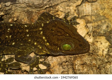 12 Smiths Green Eyed Gecko Images, Stock Photos & Vectors | Shutterstock