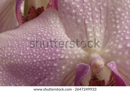 Close-up Smoke selective soft focus Orchid flower petal, pistil stamen  with water drops. Natural blur pink beige pastel color background.