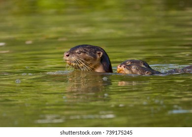 504 Smooth Coated Otter Images, Stock Photos & Vectors | Shutterstock