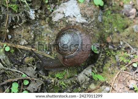 Closeup of Snail, Abrams Falls Trail, Great Smoky Mountains National Park