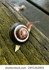A close-up of a snail with a beautifully patterned shell, crawling on a weathered wooden surface. The image captures the intricate details of the snail’s shell and the texture of the wood.