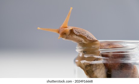 Close-up of a snail crawling on an empty glass jar on a white background. The use of shellfish in cosmetology.