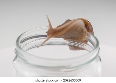 Close-up of a snail crawling on an empty glass jar on a white background. The use of shellfish in cosmetology.