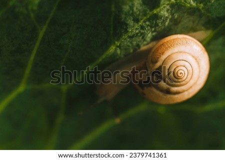 Close-up of a snail in a shell on a green leaf. Photograph of an animal in nature.